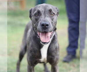 SKY - Female American Staffordshire Terrier-Unknown Mix Dog for Adoption - Photo #2