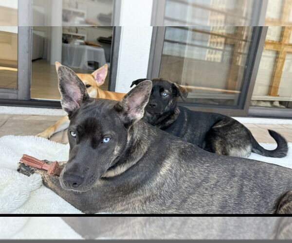 Medium Photo #7 Mutt Puppy For Sale in Dana Point, CA, USA
