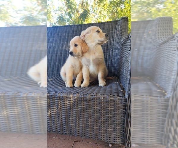 Medium Photo #5 Golden Retriever Puppy For Sale in ELVERTA, CA, USA