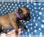 Small Photo #194 Belgian Malinois Puppy For Sale in REESEVILLE, WI, USA