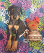 Small Photo #1 Doberman Pinscher Puppy For Sale in NAPOLEON, OH, USA