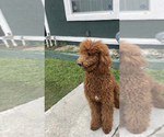 Small Poodle (Standard)