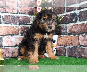 Aussie-Poo Puppy for sale in BEL AIR, MD, USA