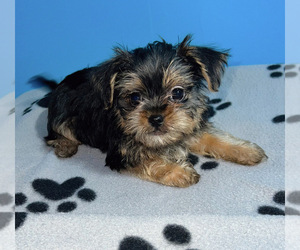 Shorkie Tzu Puppy for sale in RUTHER GLEN, VA, USA