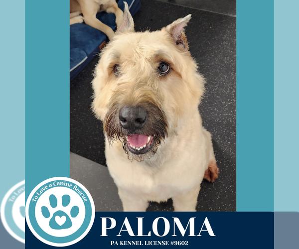 Medium Photo #3 Bouvier Des Flandres Puppy For Sale in Kimberton, PA, USA