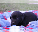 Puppy River Labrador Retriever