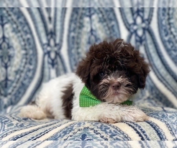Medium Photo #3 ShihPoo Puppy For Sale in LAKELAND, FL, USA