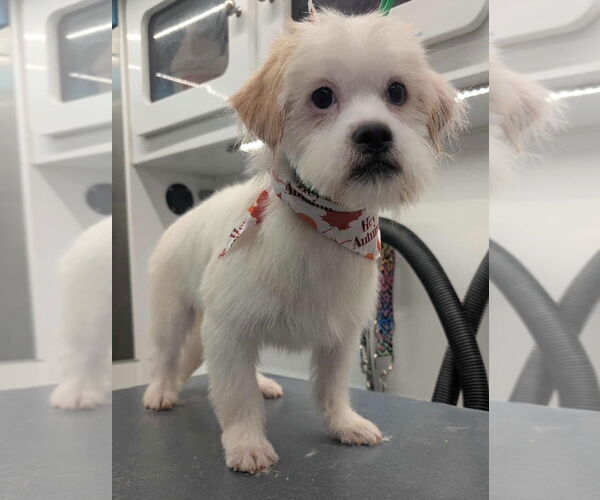 Medium Photo #5 Mutt Puppy For Sale in Grafton, WI, USA