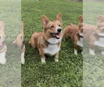 Small #3 Pembroke Welsh Corgi