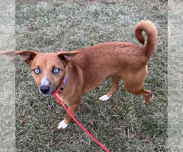Medium Photo #3 Mutt Puppy For Sale in Batavia, OH, USA