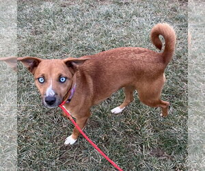 Pupcup - Female Mutt Dog for Adoption - Photo #3