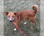 Small Photo #3 Mutt Puppy For Sale in Batavia, OH, USA
