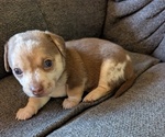 Puppy Reese Chiweenie