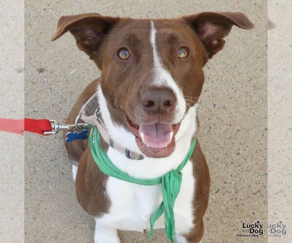 Medium Photo #4 Border Point Puppy For Sale in Washington, DC, USA