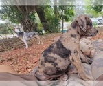 Small Photo #11 Catahoula Bulldog Puppy For Sale in MIAMI BEACH, FL, USA