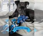 Small #2 American Staffordshire Terrier Mix