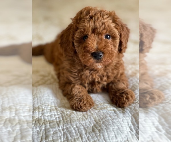Medium Photo #3 Poodle (Miniature) Puppy For Sale in LOXAHATCHEE, FL, USA