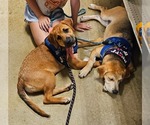 Small #22 Retriever  Mix