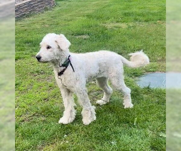 Medium Photo #3 Pyredoodle Puppy For Sale in Vail, AZ, USA