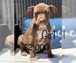 Small Photo #4 American Bully Puppy For Sale in BEECH GROVE, IN, USA