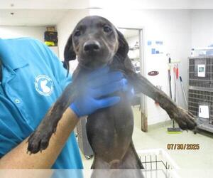 Mutt Dogs for adoption in Oklahoma City, OK, USA