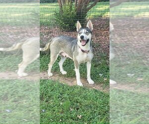 American Staffordshire Terrier-Siberian Husky Mix Dogs for adoption in Cave Creek, AZ, USA