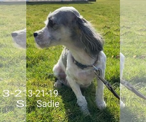 Havashu Dogs for adoption in Cuba, NY, USA