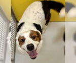 Small #2 Spaniel Mix