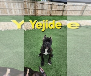 Medium America Bandogge Mastiff