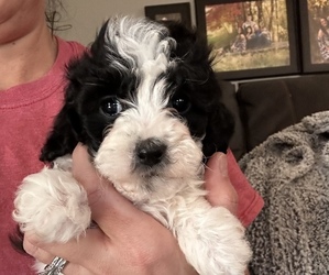 Medium Poodle (Miniature)