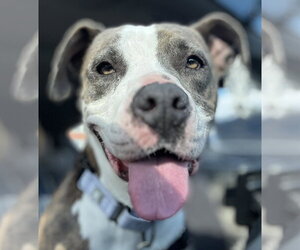Pretty Princess FOSTER NEEDED TOO! - Female American Staffordshire Terrier-Unknown Mix Dog for Adoption - Photo #5