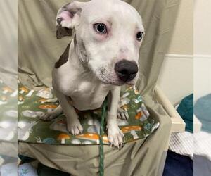 American Pit Bull Terrier Dogs for adoption in Modesto, CA, USA