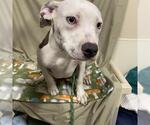 BLANCA - Female American Pit Bull Terrier Dog for Adoption - Small photo