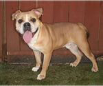 Small #2 Free-Lance Bulldog