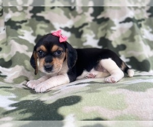 Beagle Puppy for sale in LAKELAND, FL, USA