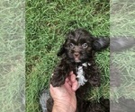 Small Photo #14 Cockapoo Puppy For Sale in BOGART, GA, USA