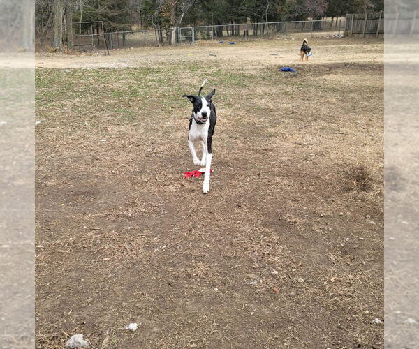 Medium Photo #3 Great Dane-Unknown Mix Puppy For Sale in Bullard, TX, USA