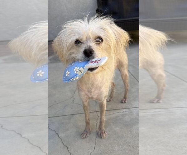 Medium Photo #1 Maltese-Unknown Mix Puppy For Sale in Lake Elsinore, CA, USA