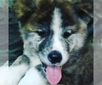 Small Photo #3 Akita Puppy For Sale in Chisinau, Chisinau Municipality, Moldova