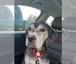 Small #2 Labrador Retriever Mix