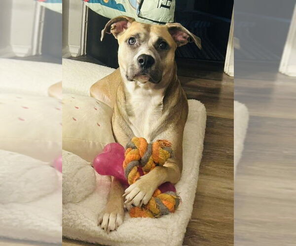 Medium Photo #4 Bullboxer Pit Puppy For Sale in Germantown, OH, USA