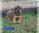 Small #1 Doberman Pinscher