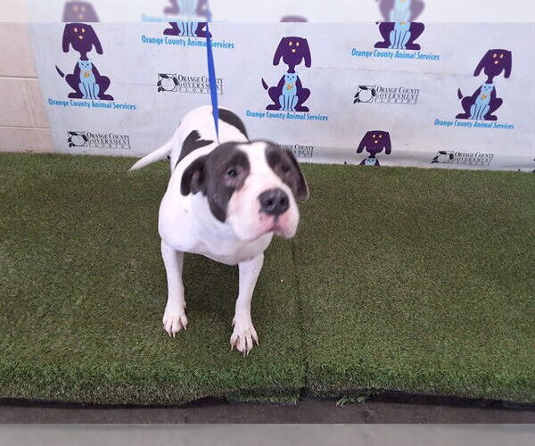 Medium Photo #1 Mutt Puppy For Sale in Orlando, FL, USA