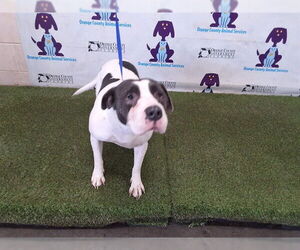 Mutt Dogs for adoption in Orlando, FL, USA