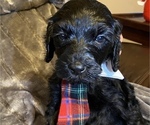 Small Photo #2 Goldendoodle Puppy For Sale in HUNTINGTON, WV, USA