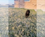 Small Photo #8 Labradoodle Puppy For Sale in AMARILLO, TX, USA