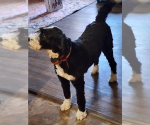 Mother of the Bernedoodle puppies born on 05/01/2025