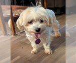 Lulu - Female Maltese Dog for Adoption - Small photo