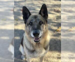 German Shepherd Dog Dogs for adoption in Santa Maria, CA, USA