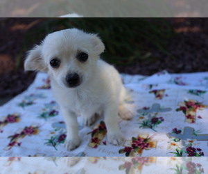 Chihuahua Puppy for sale in BLOOMINGTON, IN, USA
